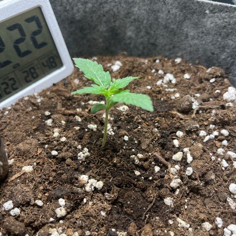 Auto Jack ng growlog timeline photo
