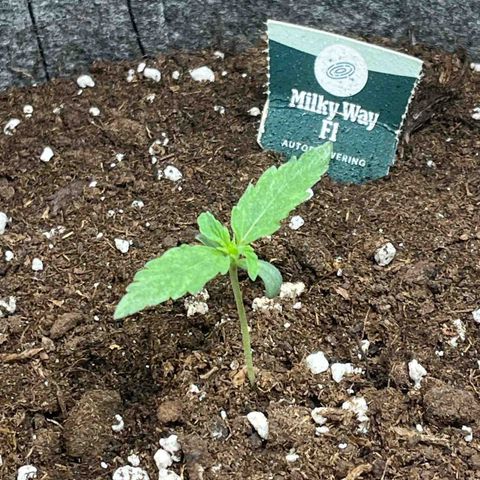 Milky Way F1 growlog timeline photo