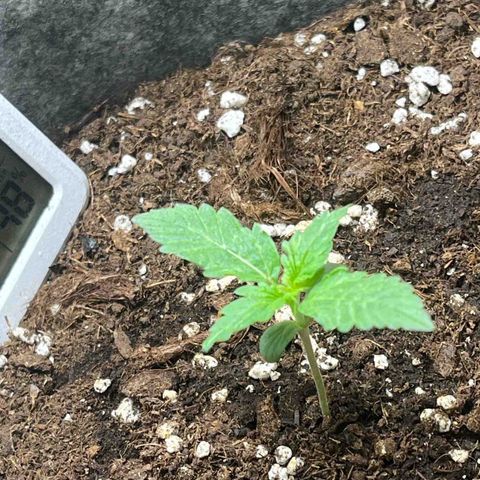 Auto Jack ng growlog timeline photo