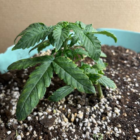 First ultra-budget grow growlog timeline photo