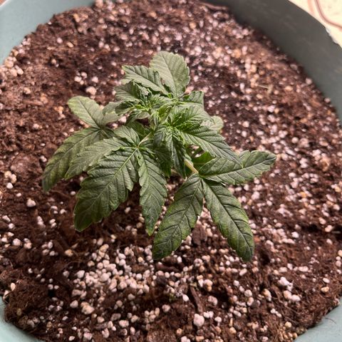 First ultra-budget grow growlog timeline photo