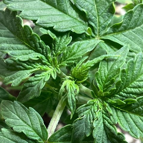 First ultra-budget grow growlog timeline photo