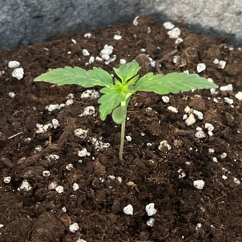 Auto Jack ng growlog timeline photo