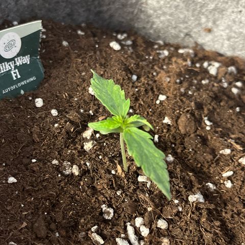 Milky Way F1 growlog timeline photo