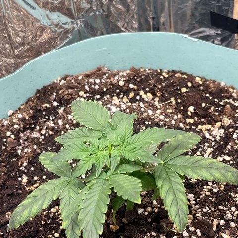 First ultra-budget grow growlog timeline photo