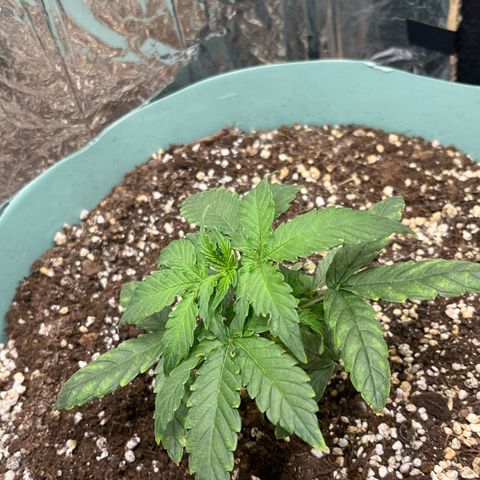 First ultra-budget grow growlog timeline photo
