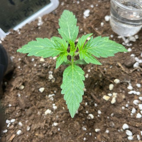 Auto Jack ng growlog timeline photo