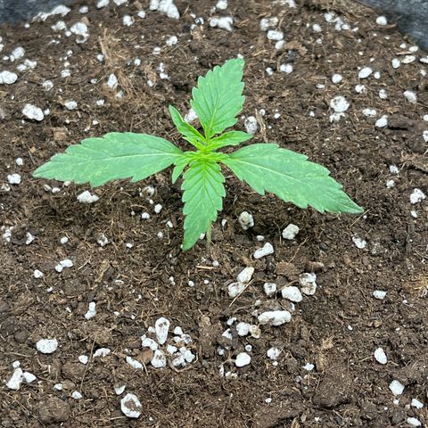 Milky Way F1 growlog timeline photo