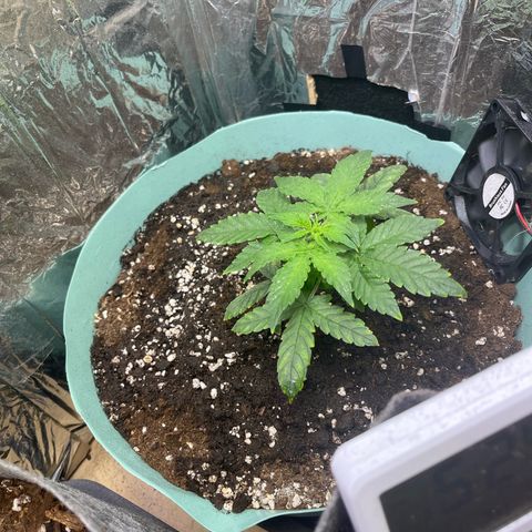 First ultra-budget grow growlog timeline photo