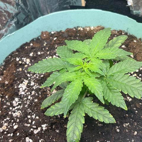 First ultra-budget grow growlog timeline photo