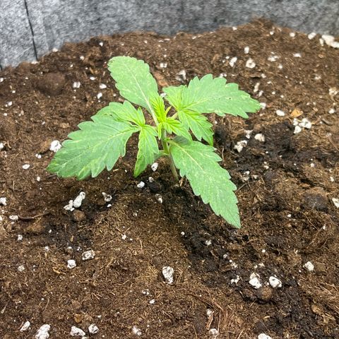 Auto Jack ng growlog timeline photo