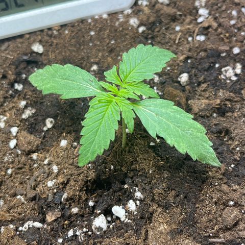 Milky Way F1 growlog timeline photo