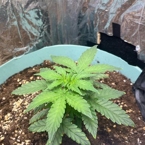 First ultra-budget grow growlog timeline photo