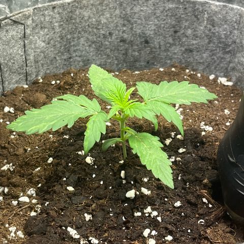 Auto Jack ng growlog timeline photo