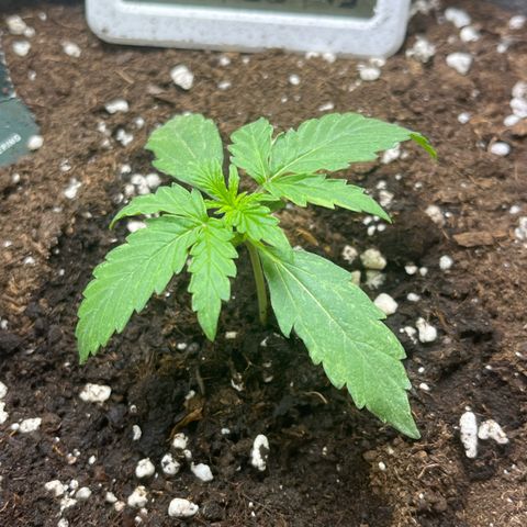 Milky Way F1 growlog timeline photo