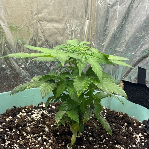 First ultra-budget grow growlog timeline photo