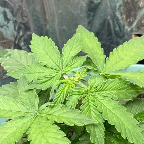 First ultra-budget grow growlog timeline photo