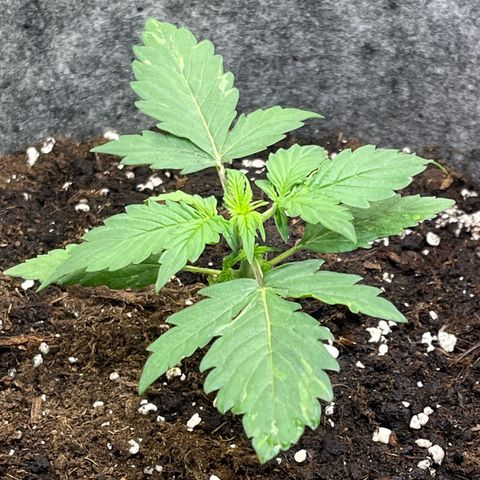 Auto Jack ng growlog timeline photo
