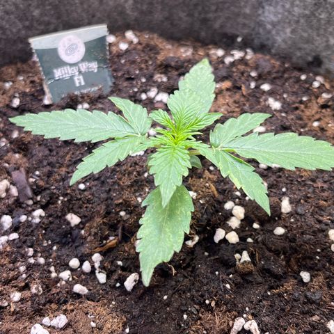 Milky Way F1 growlog timeline photo