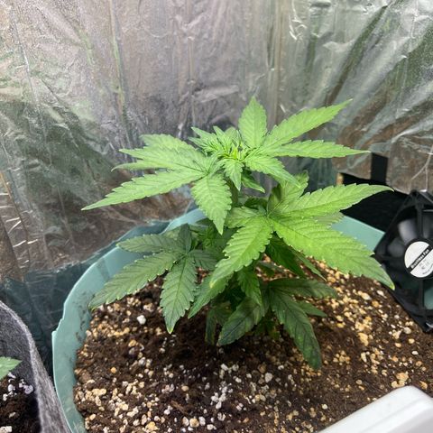 First ultra-budget grow growlog timeline photo