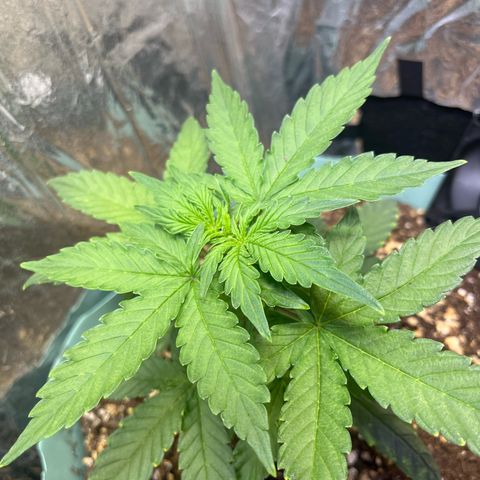 First ultra-budget grow growlog timeline photo