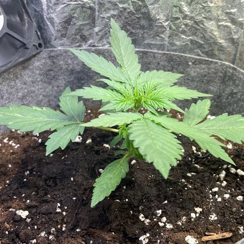 Auto Jack ng growlog timeline photo