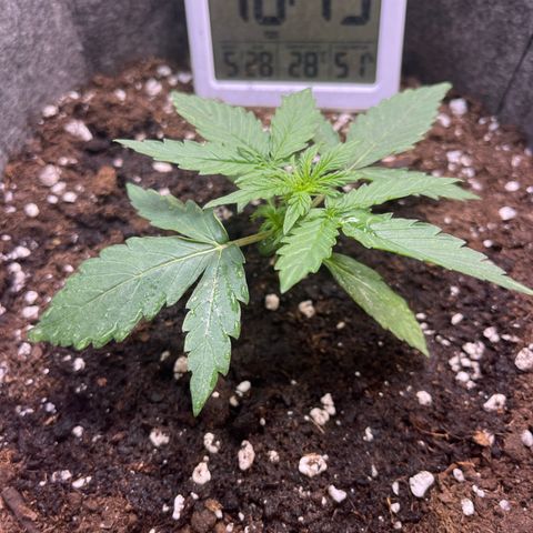 Milky Way F1 growlog timeline photo