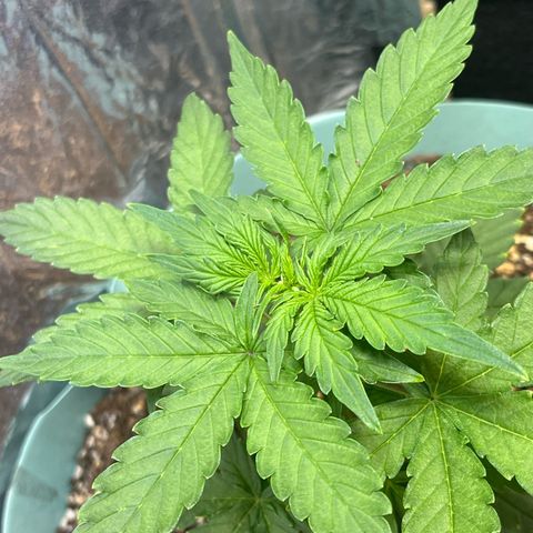 First ultra-budget grow growlog timeline photo