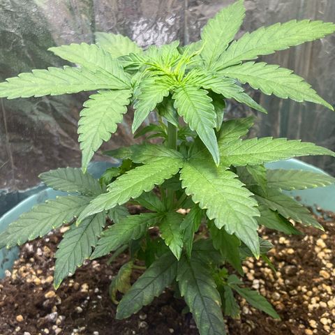 First ultra-budget grow growlog timeline photo