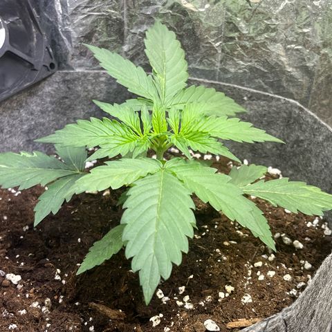 Auto Jack ng growlog timeline photo