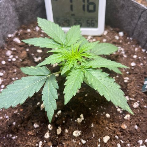 Milky Way F1 growlog timeline photo