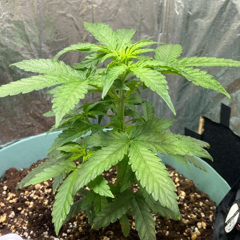 First ultra-budget grow growlog timeline photo