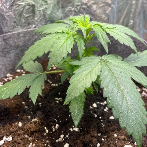 Auto Jack ng growlog timeline photo