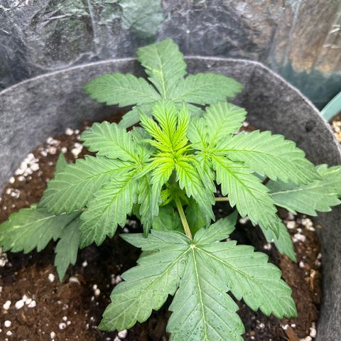 Auto Jack ng growlog timeline photo