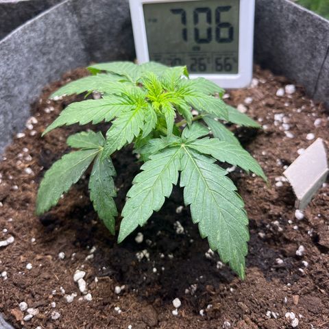 Milky Way F1 growlog timeline photo