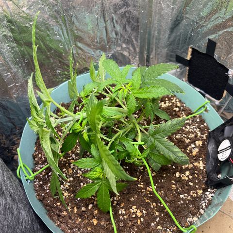 First ultra-budget grow growlog timeline photo