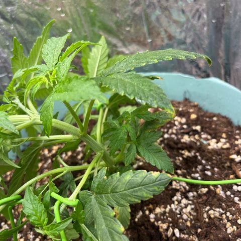 First ultra-budget grow growlog timeline photo