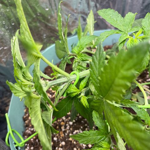 First ultra-budget grow growlog timeline photo