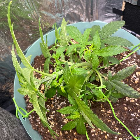 First ultra-budget grow growlog timeline photo