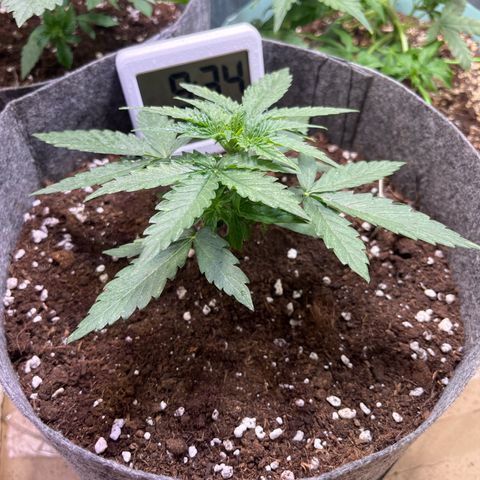 Milky Way F1 growlog timeline photo