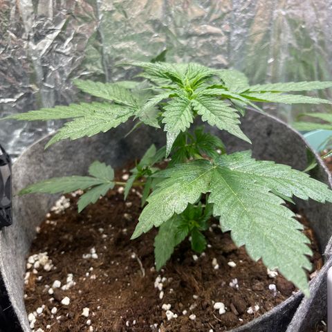 Auto Jack ng growlog timeline photo