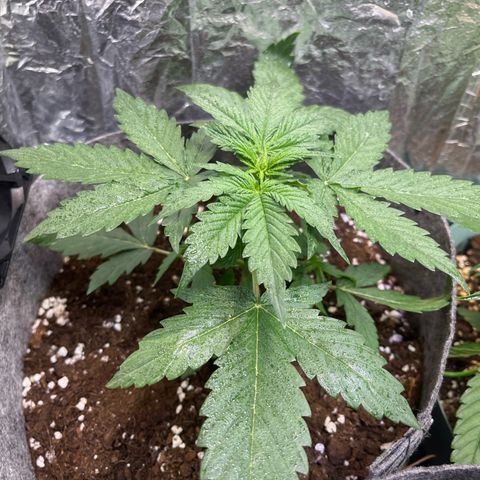 Auto Jack ng growlog timeline photo