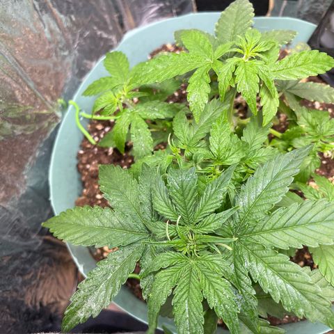 First ultra-budget grow growlog timeline photo