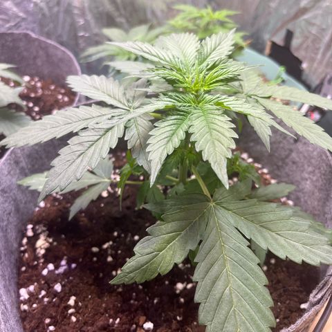 Auto Jack ng growlog timeline photo