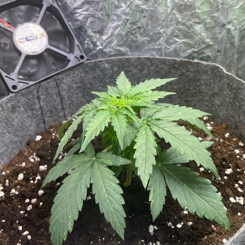 Milky Way F1 growlog timeline photo