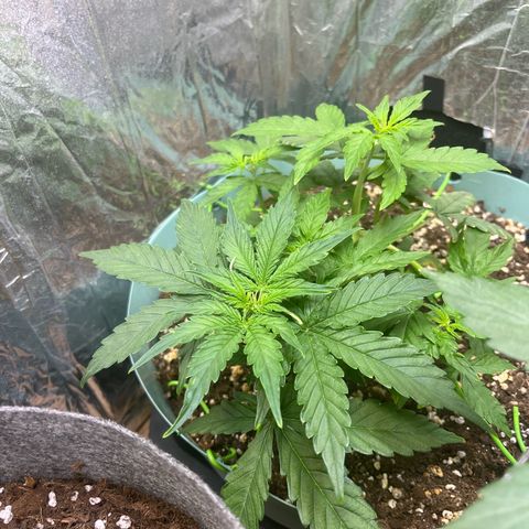 First ultra-budget grow growlog timeline photo