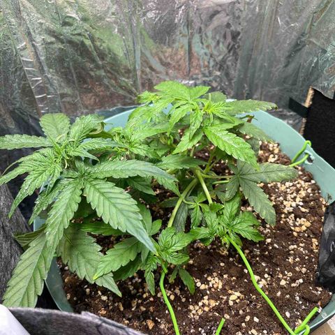 First ultra-budget grow growlog timeline photo