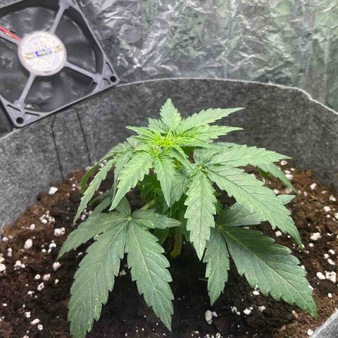 Milky Way F1 growlog timeline photo