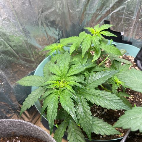 First ultra-budget grow growlog timeline photo