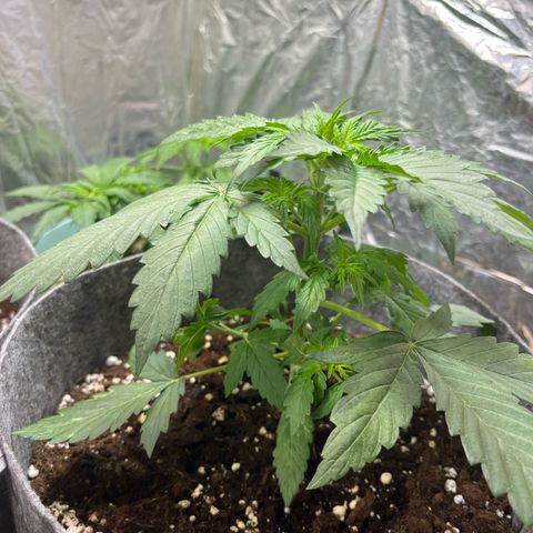 Auto Jack ng growlog timeline photo